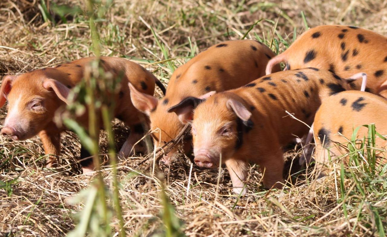 Bastle Retreats Farm Cottage Duns エクステリア 写真