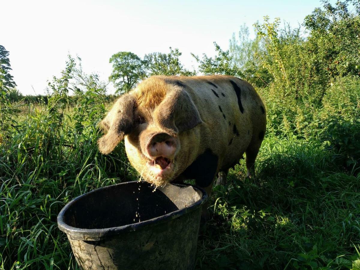 Bastle Retreats Farm Cottage Duns エクステリア 写真
